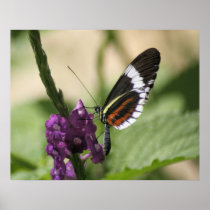 Butterfly On Purple Side