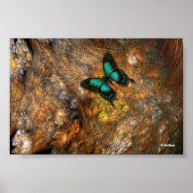 Butterfly On The Cactus Poster