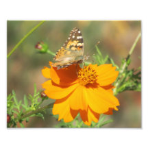 Butterfly on Yellow Flower Photo Print