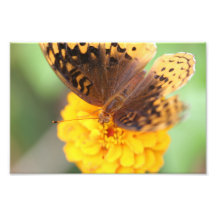 Butterfly on Yellow Flower Photographic Print