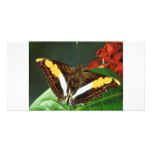 Butterfly Photo Cards