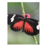 Butterfly Photo Design Postcard