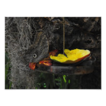 Butterfly Photo Print