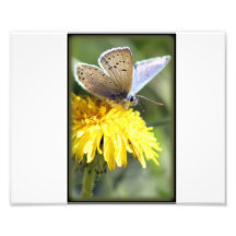 Butterfly Photo Print