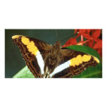 Butterfly Custom Photo Card