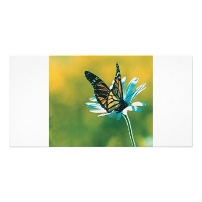 Butterfly Photo Greeting Card by oddbob