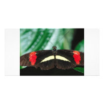 Butterfly Photo Card
