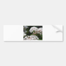 Butterfly Pictures Bumper Sticker