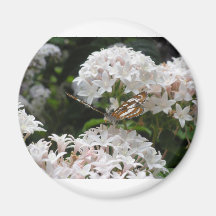 Butterfly Pictures Fridge Magnets
