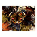 Butterfly Post Cards