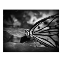 butterfly post cards