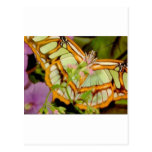 Butterfly Post Cards
