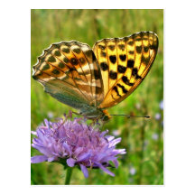 Butterfly Post Cards