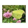 Butterfly Post Cards
