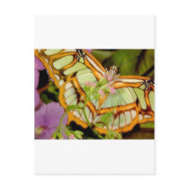 Butterfly Post Cards