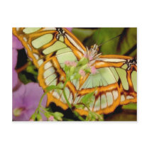 Butterfly Postcard