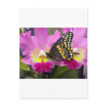 Butterfly Postcard