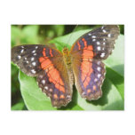 butterfly post card
