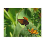 Butterfly Postcard