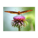 Butterfly Post Card