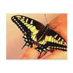 Butterfly Post Card