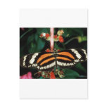 Butterfly Postcard