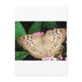 Butterfly Postcards