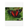 Butterfly Post Card