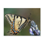 Butterfly Postcard
