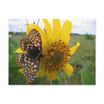 Butterfly Postcard