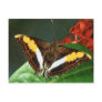 Butterfly Post Cards