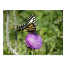 butterfly postcard