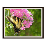 Butterfly Postcard