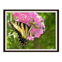 Butterfly Postcard