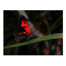 Butterfly Postcard