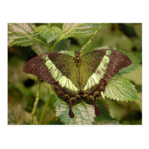 Butterfly Postcard