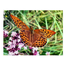 Butterfly Postcard
