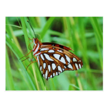 Butterfly Postcard