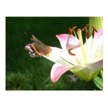 Butterfly Postcard