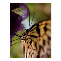 Butterfly Postcard