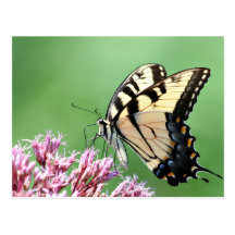 Butterfly Postcard