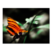 Butterfly Postcards