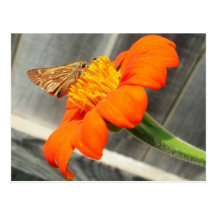 Butterfly Postcards