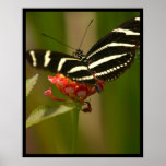 Butterfly Posters