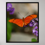 Butterfly Posters