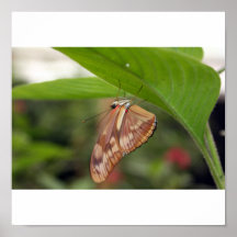 Butterfly Posters