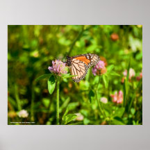 Butterfly Poster