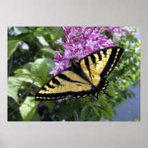 Butterfly Poster