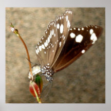 Butterfly Poster