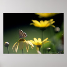 butterfly posters